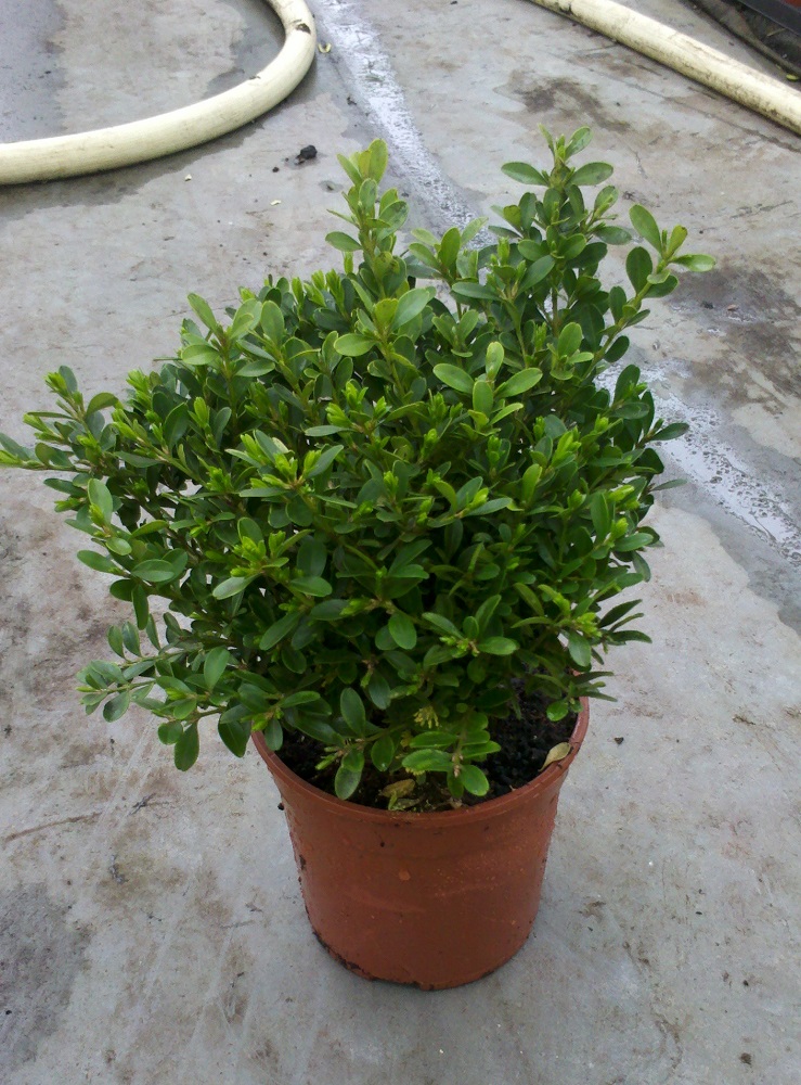 Buxus microphylla Rococo p13